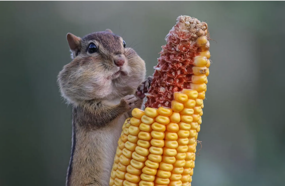 A cute photo of a chipmunk eating corn.